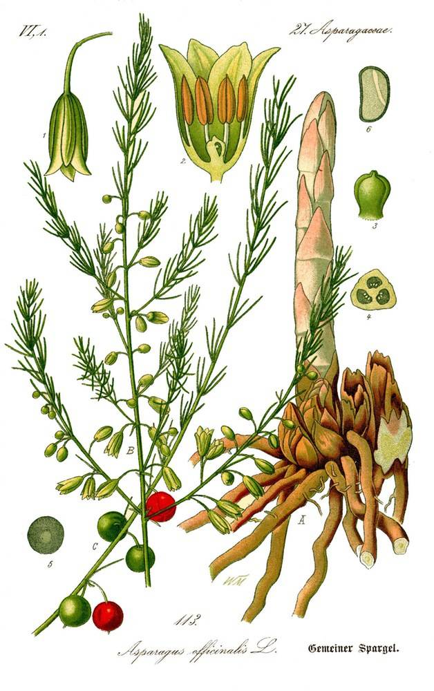 Illustration by Prof. Dr. Otto Wilhelm Thomé in Flora von Deutschland; CSvBibra, Public domain, via Wikimedia Commons